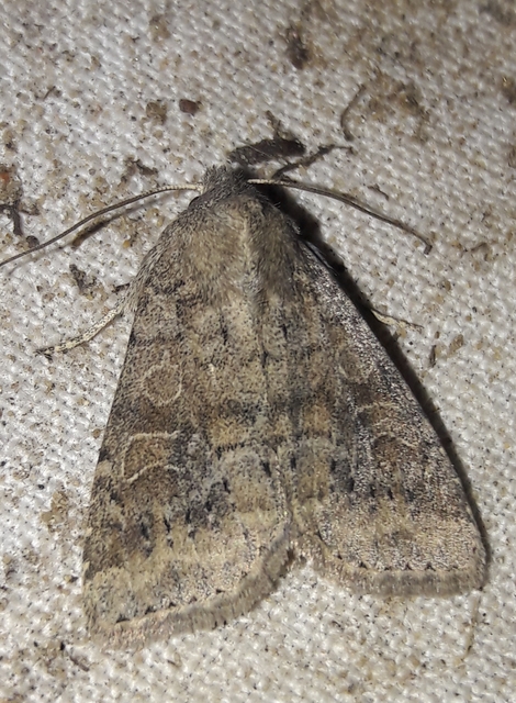 Parastichtis suspecta - sötét erdeibagoly