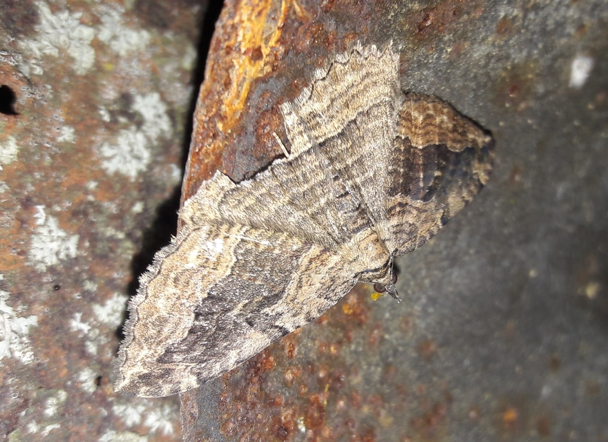 Philereme transversata - varjútövis-araszoló