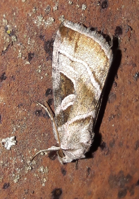 Eucarta virgo - mocsári ametisztbagoly