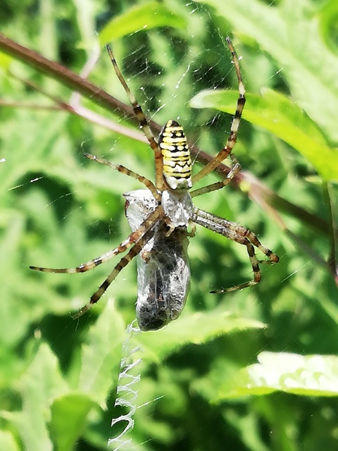 Argiope bruennichi - darázspók