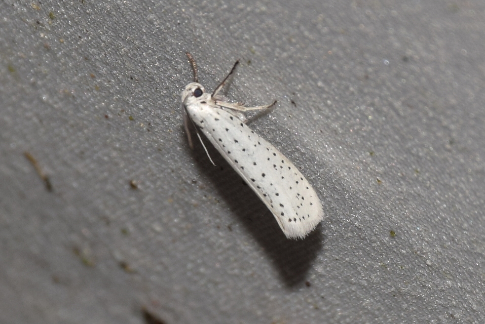 Yponomeuta evonymella - pókhálós májusfamoly
