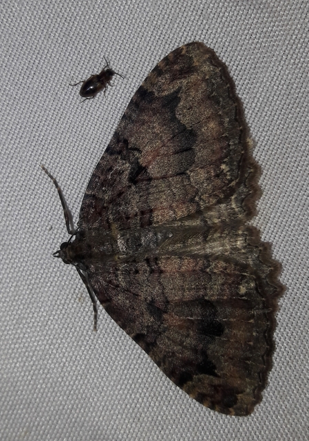 Triphosa dubitata - kutyabenge-araszoló