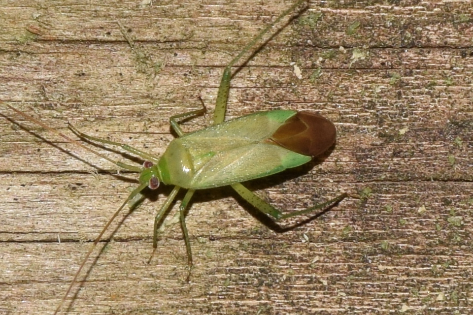 Calocoris affinis