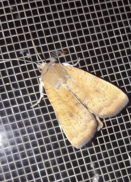 Noctua interjecta - zömök sárgafűbagoly