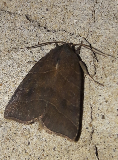 Ipimorpha retusa - sarlós fűzbagoly