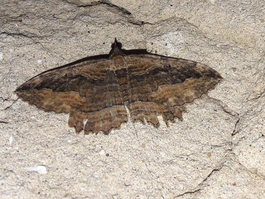Philereme transversata - varjútövis-araszoló