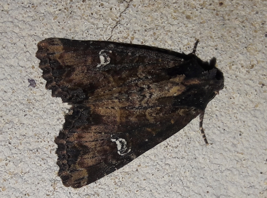 Mesapamea secalella/secalis