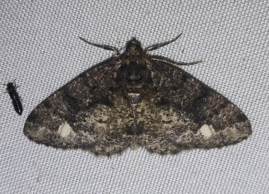 Parectropis similaria - barna zuzmóaraszoló