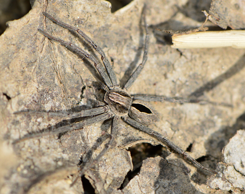 Thanatus formicinus - bársonysávos karolópók