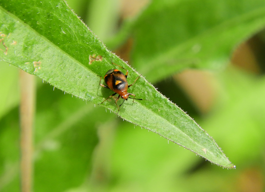 Deraeocoris ruber - vöröses mezeipoloska