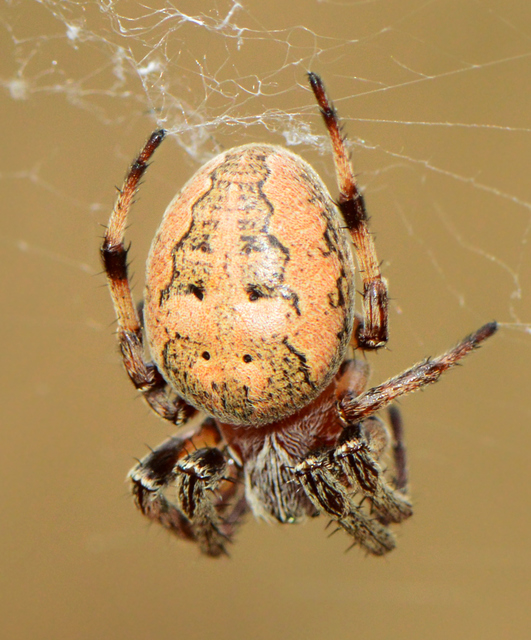 Larinioides cornutus - nádi keresztespók