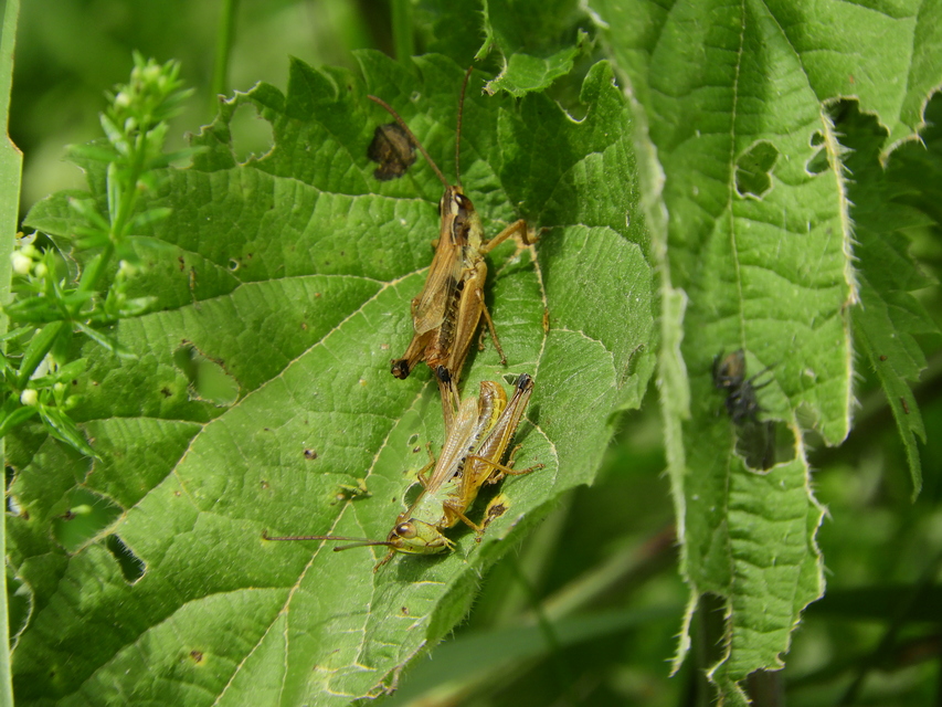 Pseudochorthippus parallelus - közönséges rétisáska