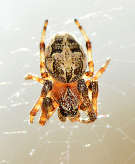 Larinioides cornutus - nádi keresztespók