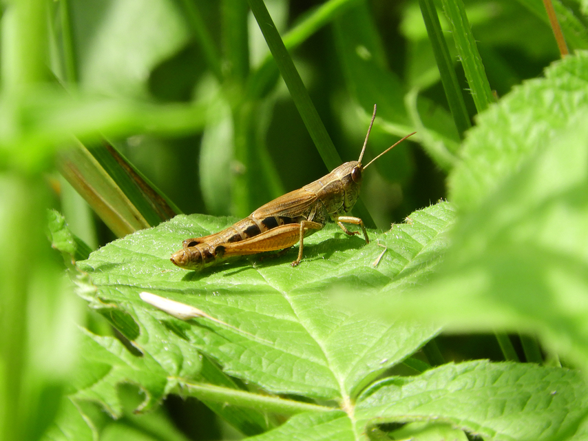 Pseudochorthippus parallelus - közönséges rétisáska