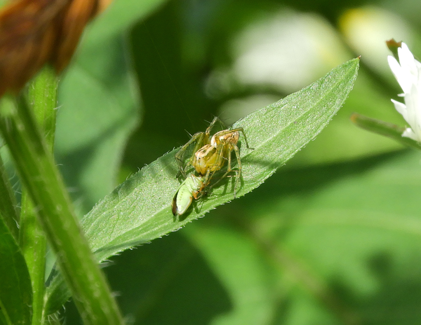 Oxyopes lineatus