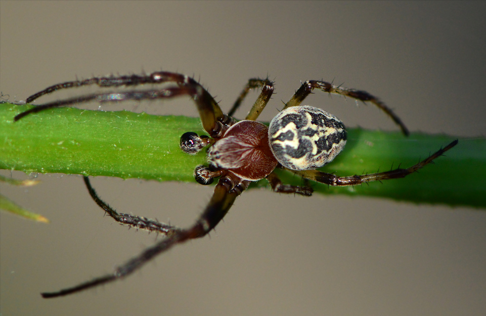 Larinioides cornutus - nádi keresztespók