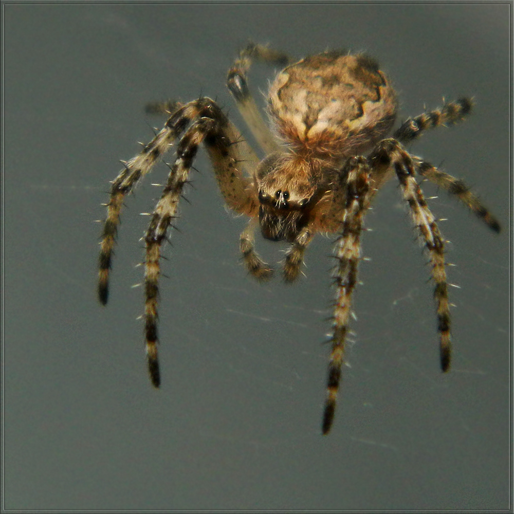 Larinioides ixobolus - ereszalji keresztespók