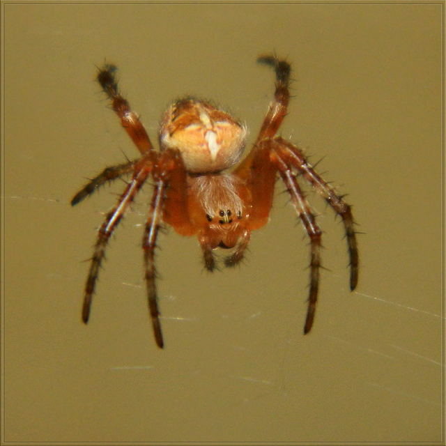 Araneus diadematus - koronás keresztespók
