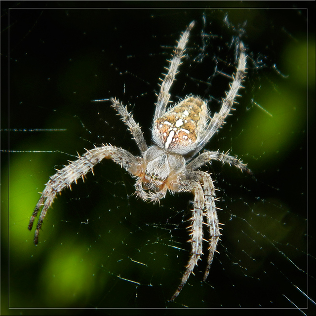 Araneus diadematus - koronás keresztespók