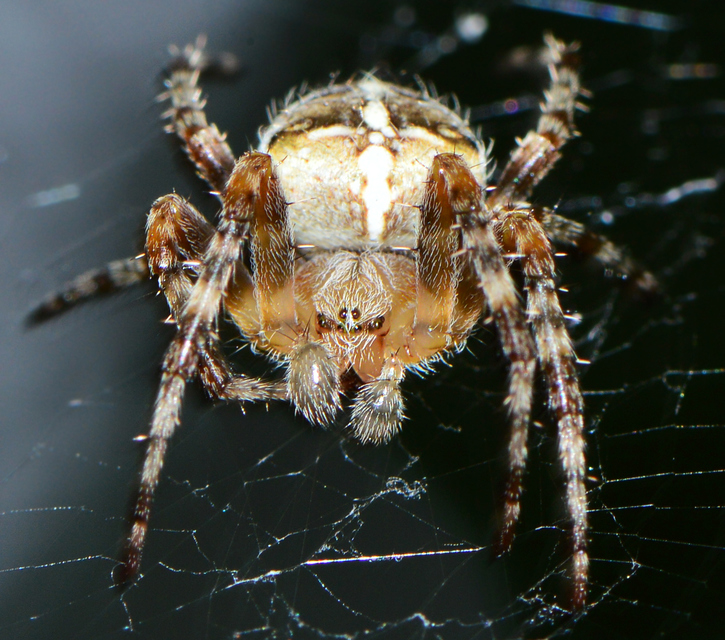 Araneus diadematus - koronás keresztespók
