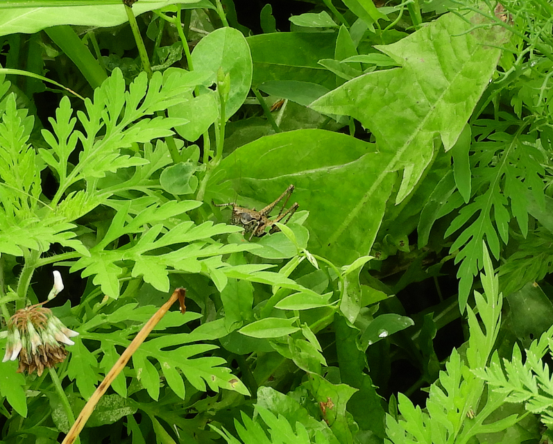 Pholidoptera griseoaptera - szürke avarszöcske