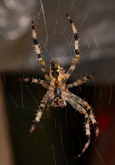 Araneus diadematus - koronás keresztespók