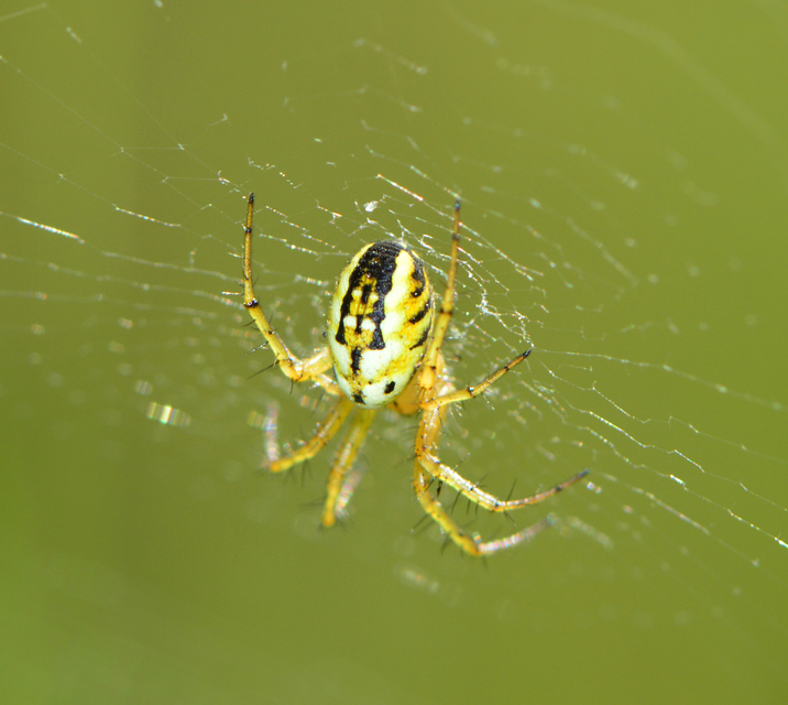 Mangora acalypha - réti keresztespók