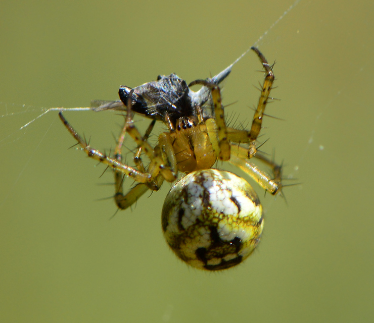 Mangora acalypha - réti keresztespók