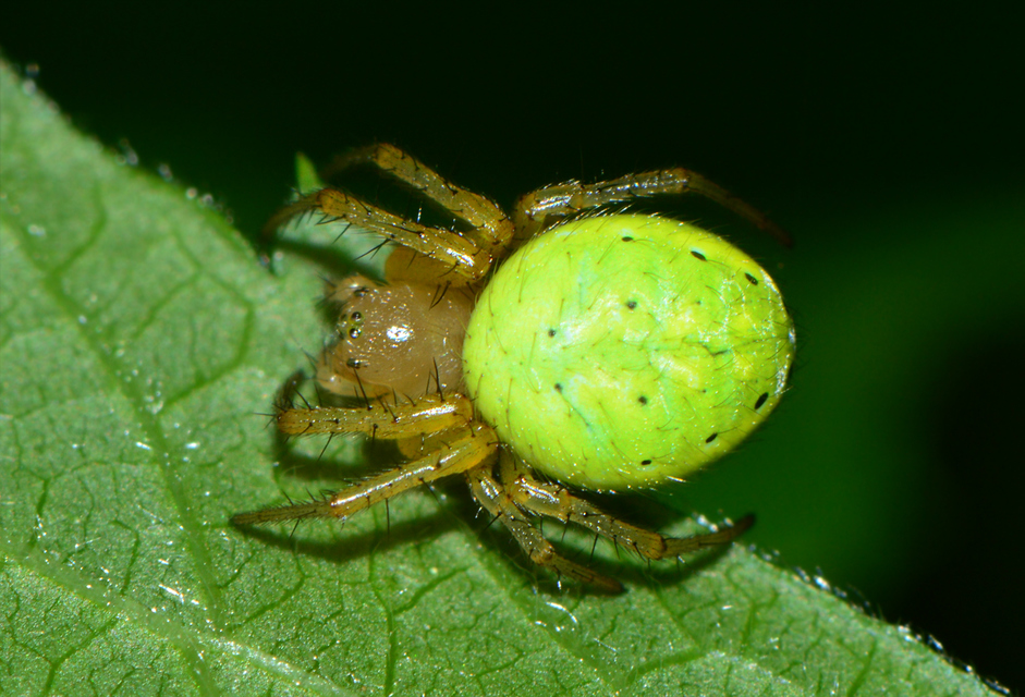 Araniella opisthographa - ötpontos tökkeresztespók
