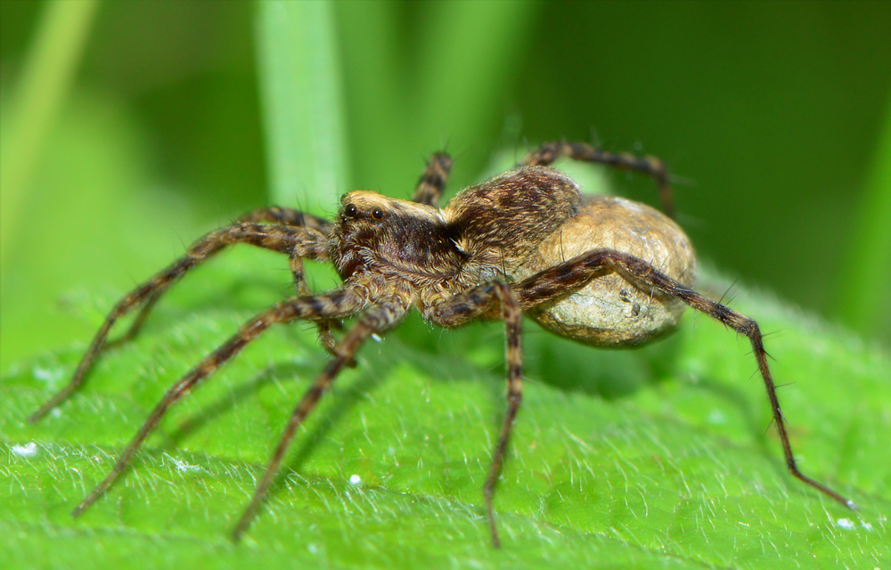 Pardosa alacris/lugubris