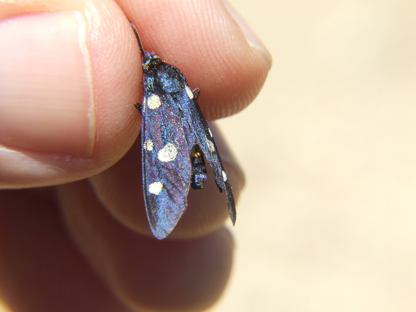 Zygaena ephialtes - változékony csüngőlepke