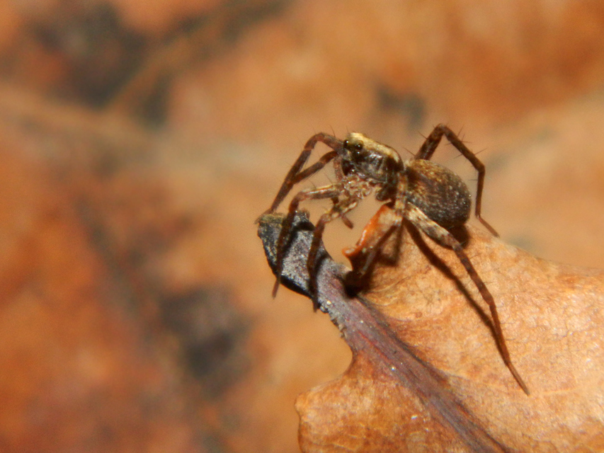 Pardosa alacris/lugubris