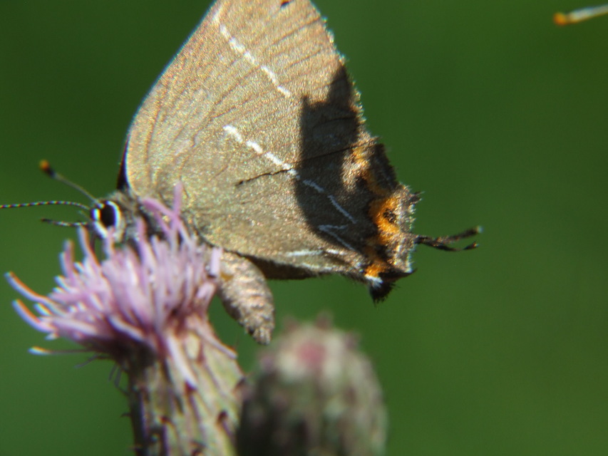 Satyrium w-album - szilfa-csücsköslepke