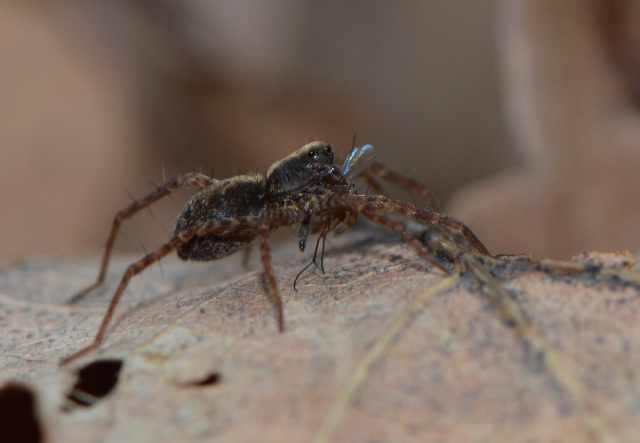 Pardosa alacris/lugubris