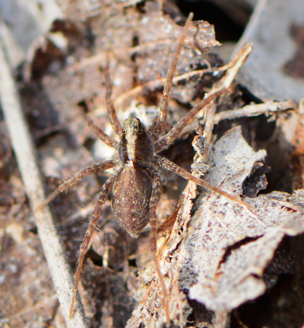 Pardosa alacris/lugubris
