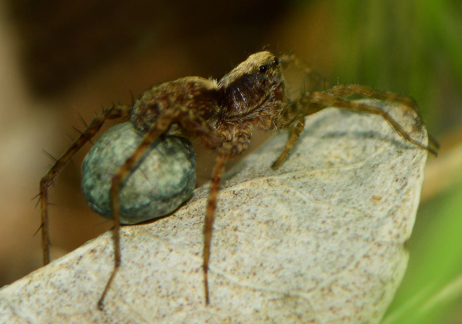 Pardosa alacris/lugubris