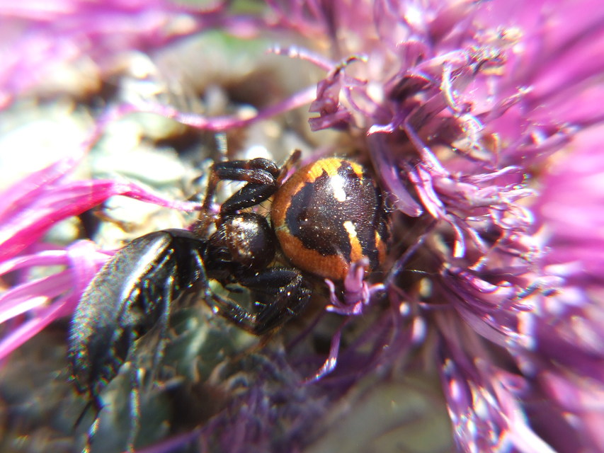 Synema globosum/ornatum