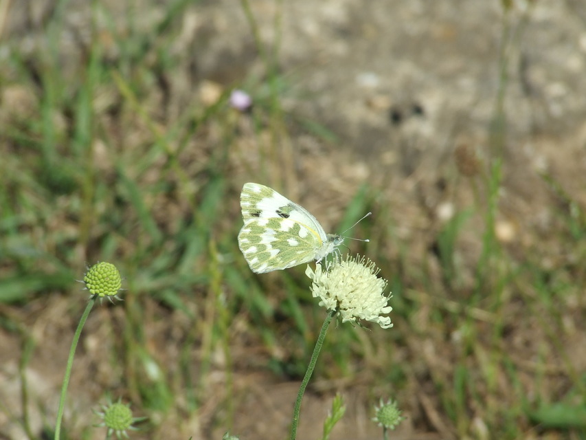 Pontia edusa - rezedalepke