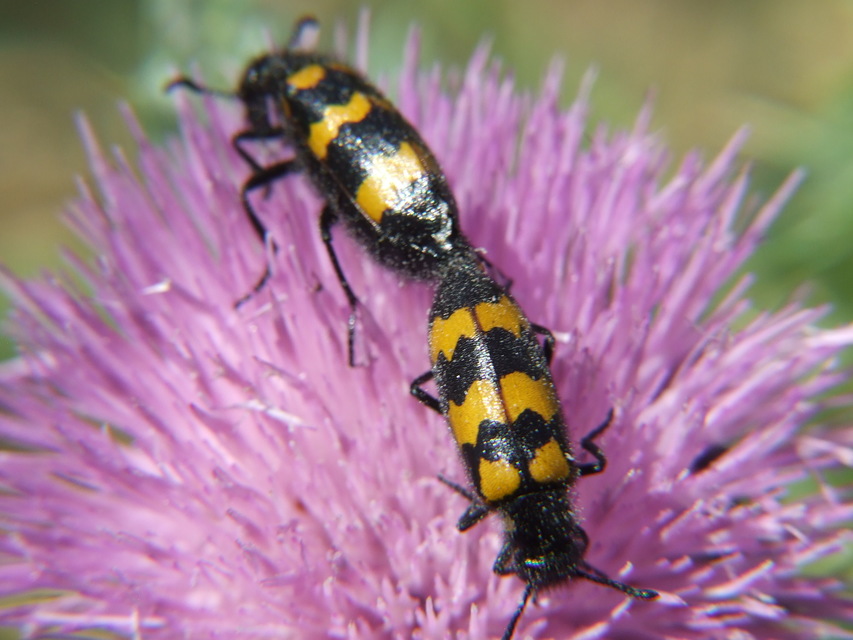Mylabris variabilis - szalagos hólyaghúzó Mylabris variabilis - szalagos hólyaghúzó
