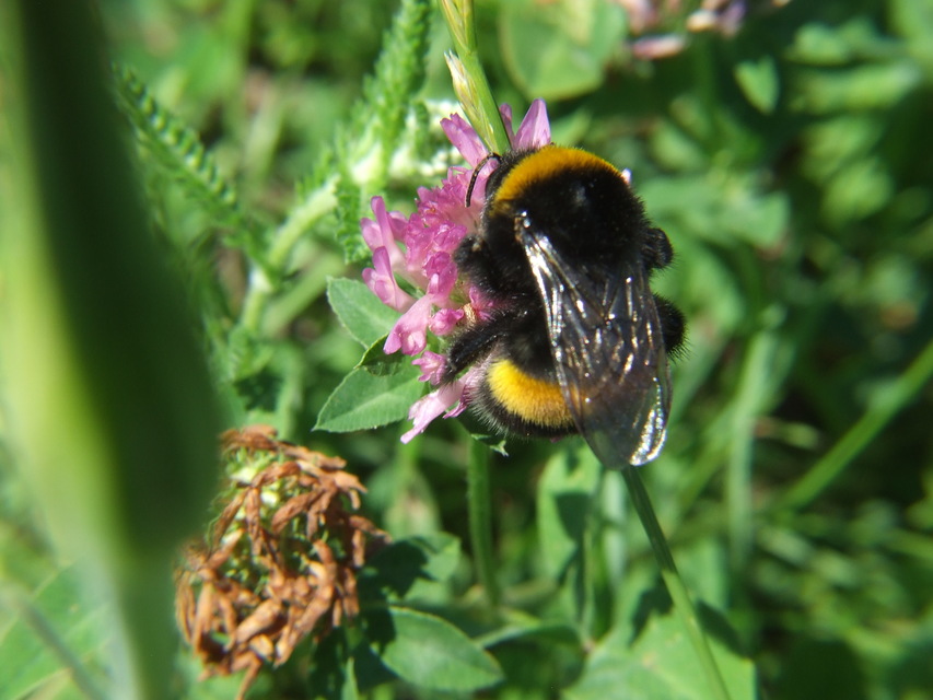 Bombus terrestris/lucorum