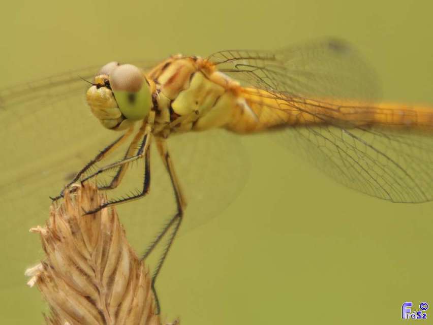Sympetrum meridionale - fakó katona-szitakötő