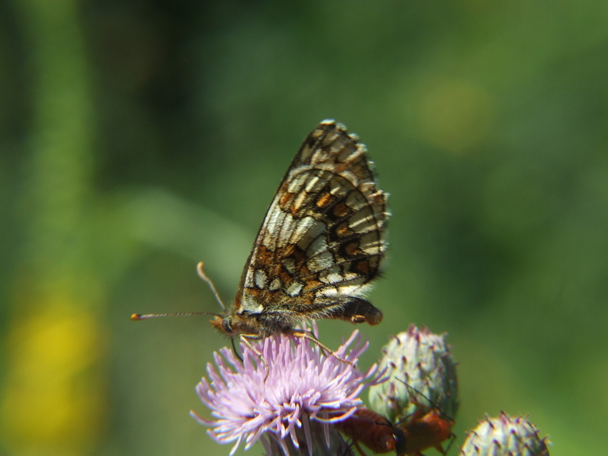Melitaea athalia - közönséges tarkalepke