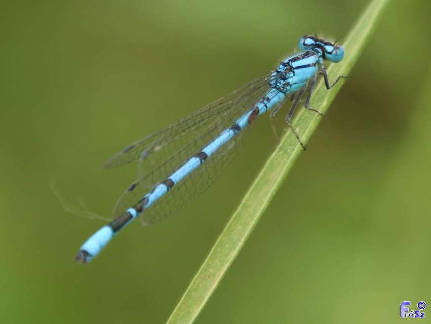Enallagma cyathigerum - kéksávos légivadász