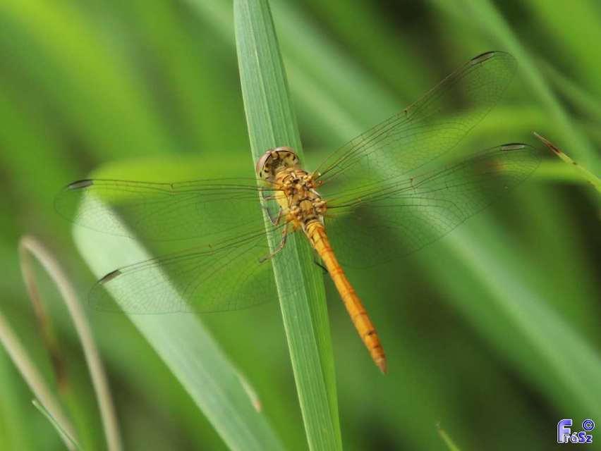 Sympetrum meridionale - fakó katona-szitakötő