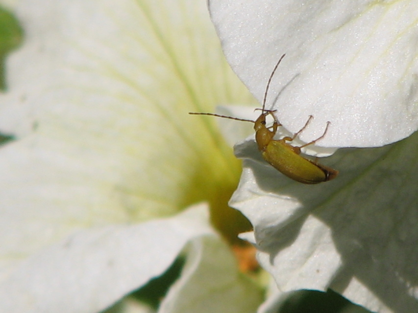 Cteniopus sulphureus - közönséges kénbogár Cteniopus sulphureus - közönséges kénbogár