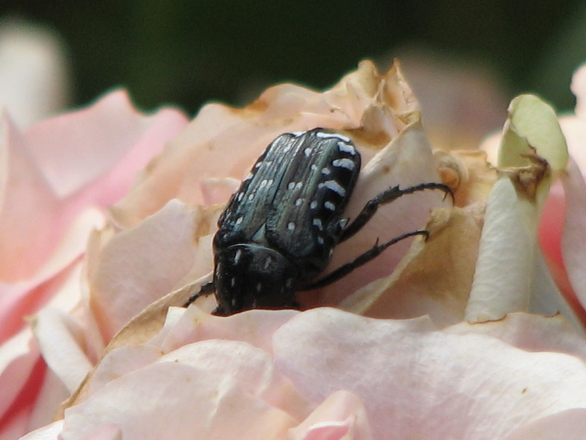 Oxythyrea funesta - sokpettyes virágbogár