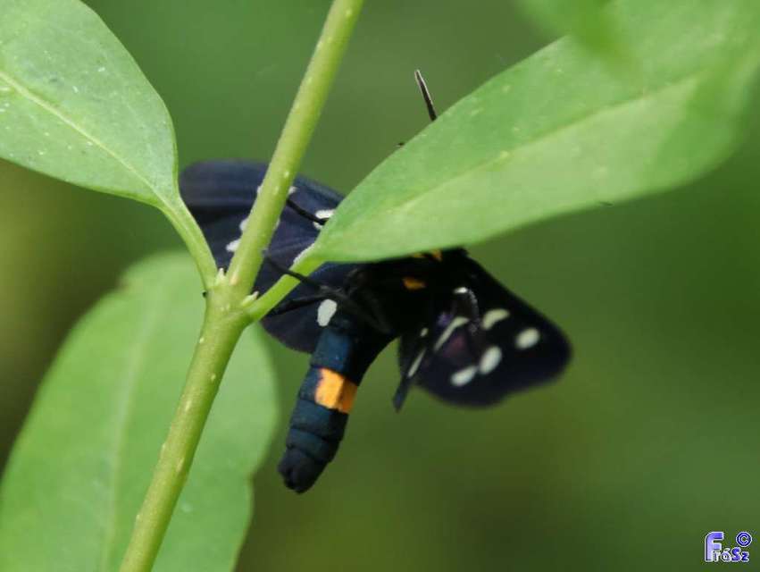 Amata phegea - fehérpettyes álcsüngőlepke
