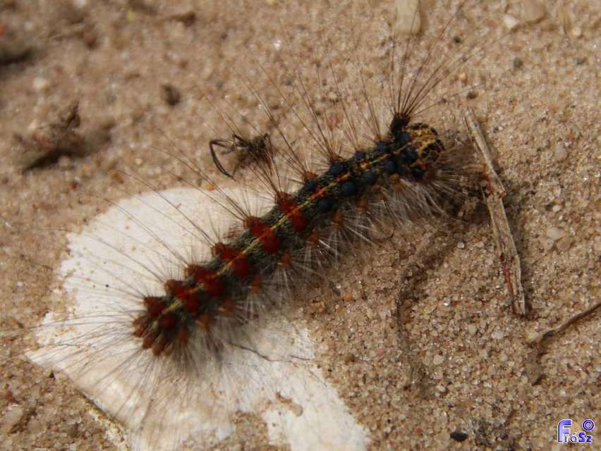 Lymantria dispar - gyapjaslepke