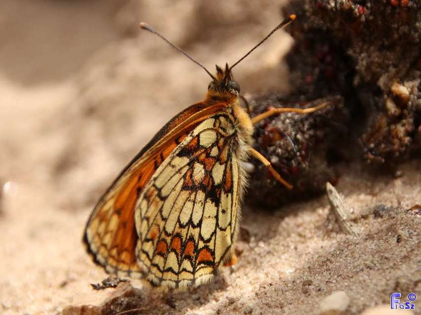 Melitaea athalia - közönséges tarkalepke