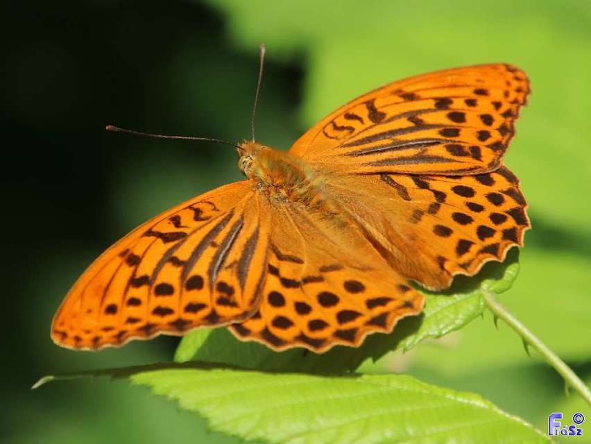 Argynnis paphia - nagy gyöngyházlepke